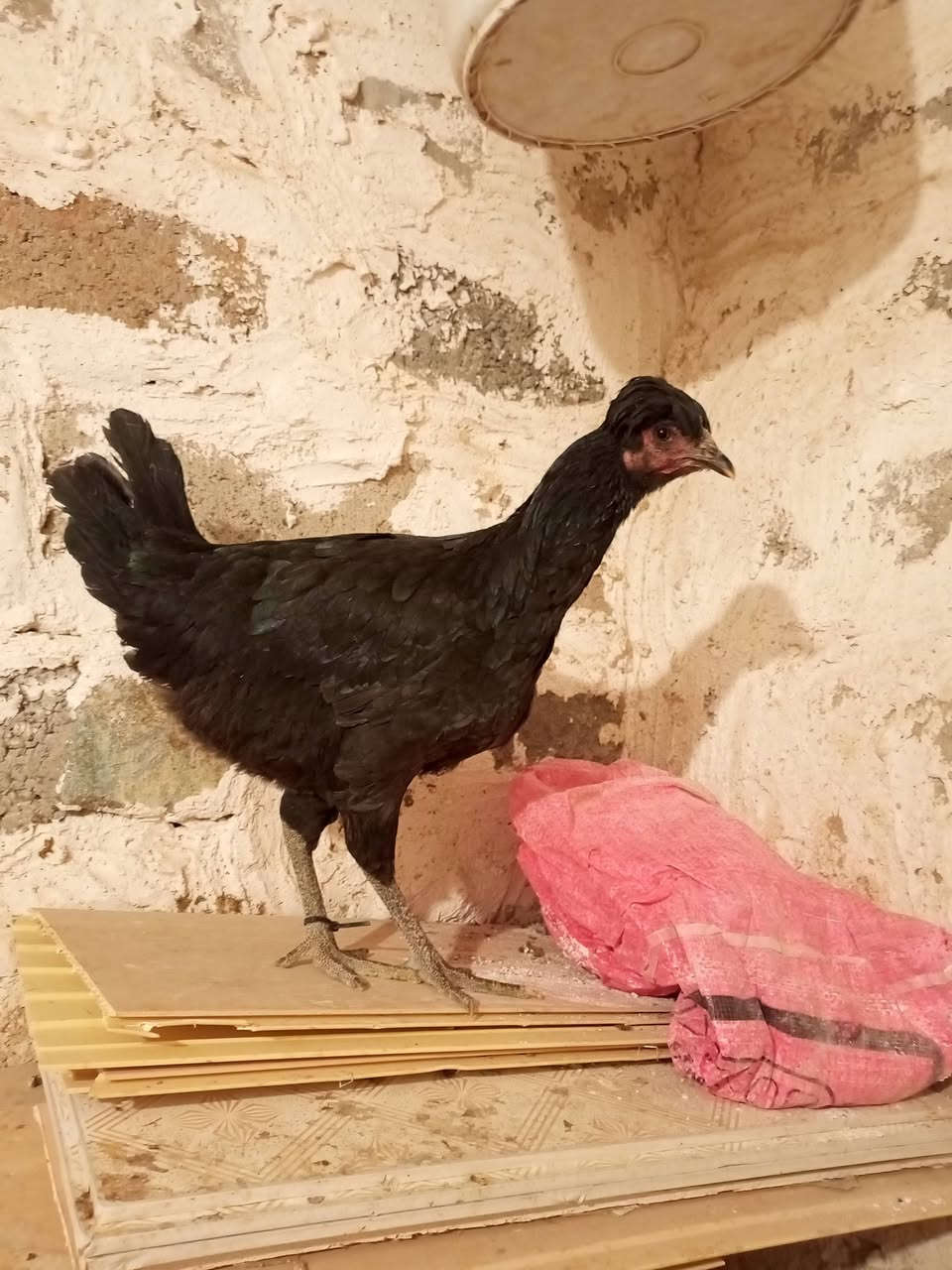 ڕزگاری • کەلار • ٦ قطع