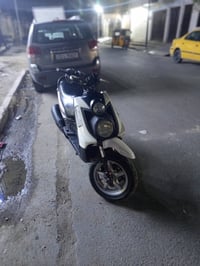 سكنس جبلي • ٦شهر • معدل