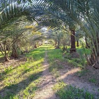 بسمي • دونم • طابو زراعي