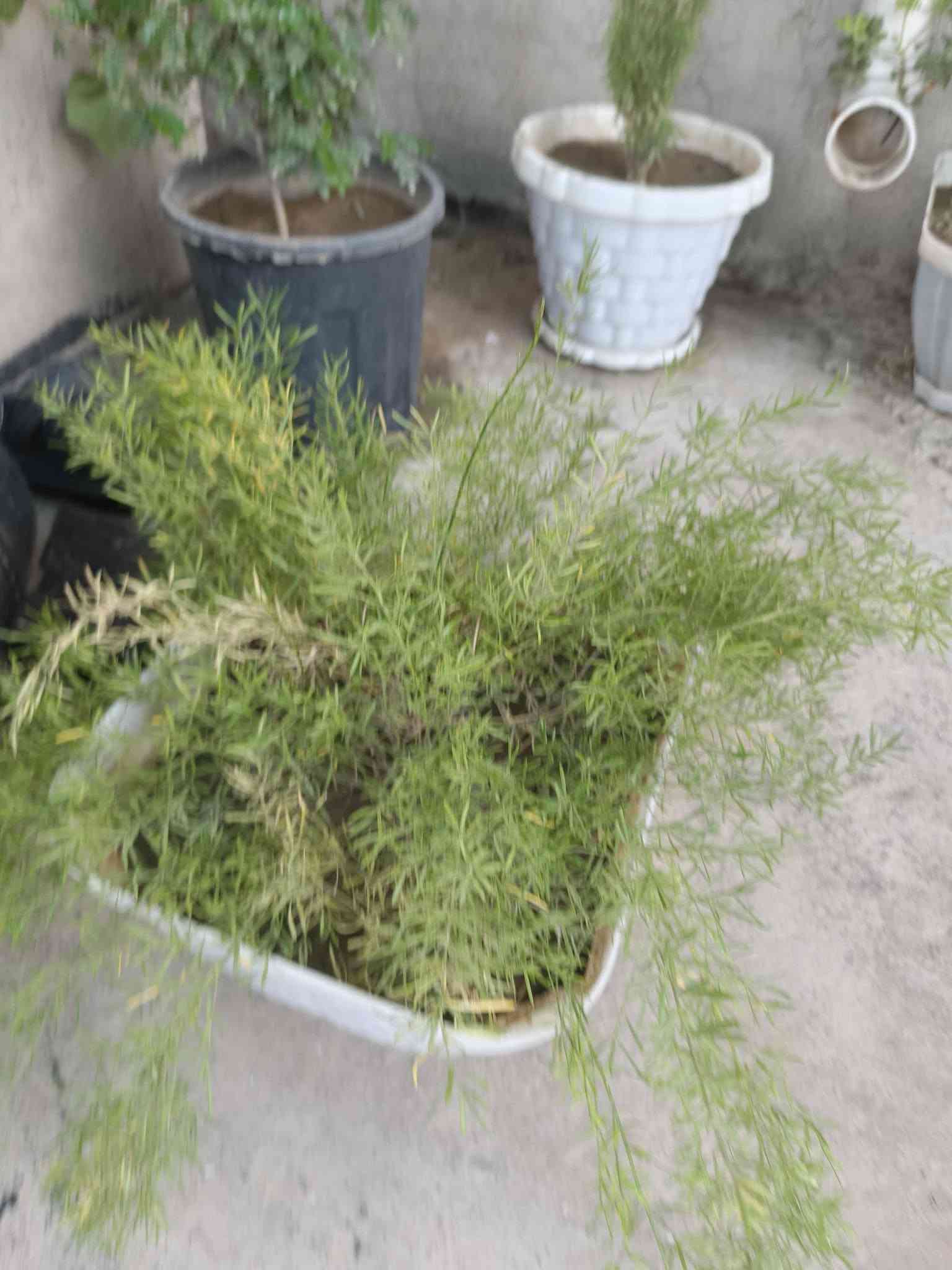 *🌿 نباتات زينة للبيع - كركوك 🌿*

السلام عليكم، عندي مجموعة نباتات زينة جميلة للبيع، كلها نظيفة ومهتم بيها، مناسبة للبيت والحديقة والبلكونة:
أسعار قطعة مناسبه 3000 ألف 
مكان كركوك دروازه 
***********
***********

نص مكتوب في الصور:
- نباتات زينة للبيع - كركوك - اسعار مناسبة - يوجد توصيل
