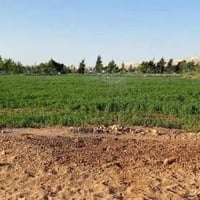 الشاخة والعودة • ٢٠٠م • طابو زراعي