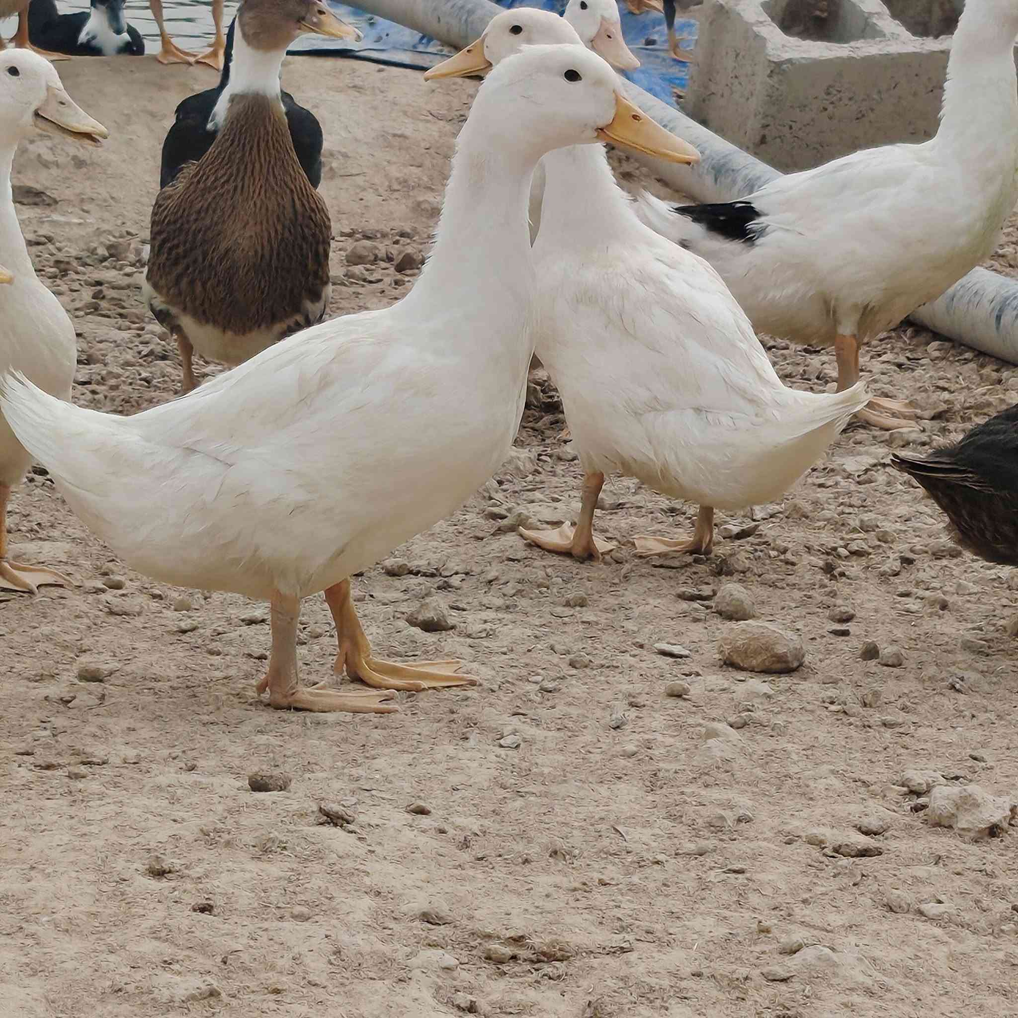 بش عراقي • صلاح الدين سامراء • للبيع