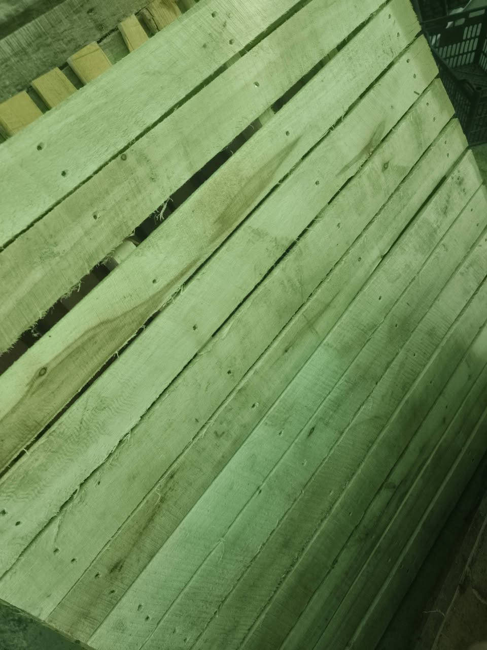سكيبه • ٥٠ • البصرة