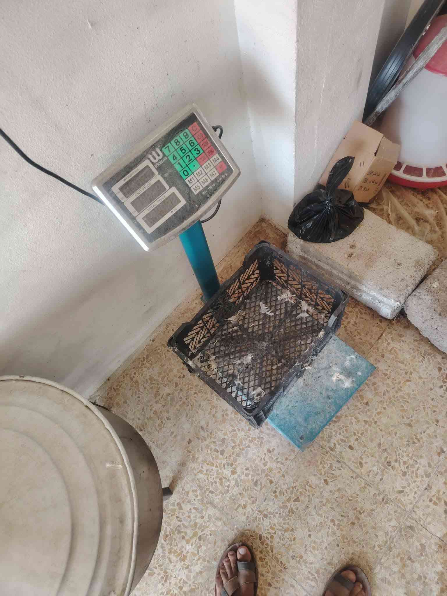 غراض دجاج للبيع كلهن  السعر 350 وا بيهم مجال للاستفسار ***********
