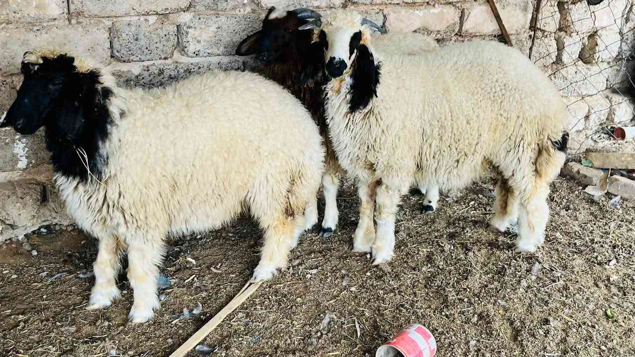 طليان • فطيمه • العلم سمره