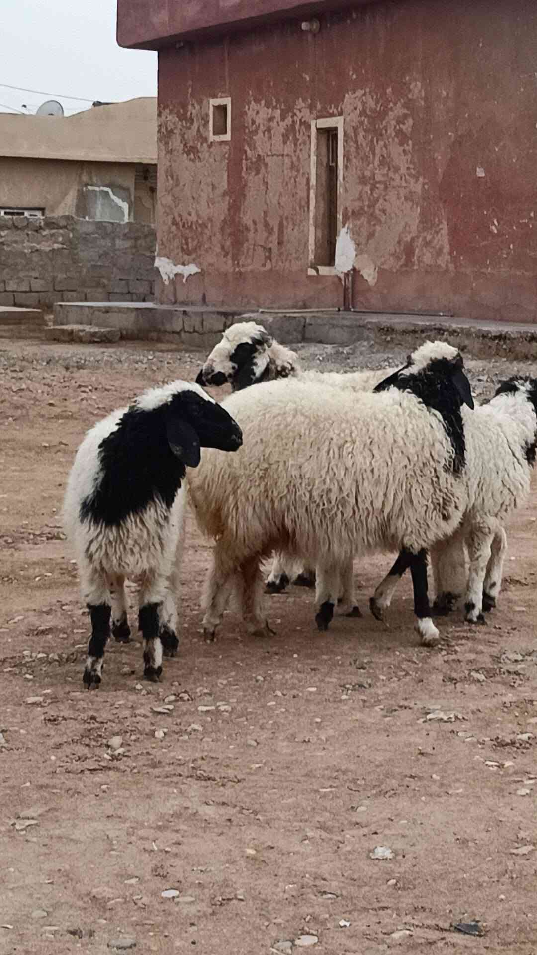 جوز طليان • جوز فطايم • الشرقاط