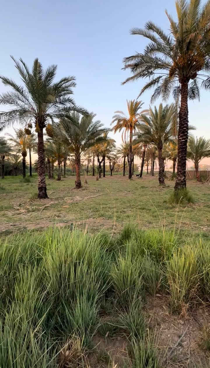 يتوفر دونم للبيع او نص دونم ب التويثه حسب الطلب 
جنس عقار طابو تحويل مباشر 
واجهة الدونم 30 
واجهة نص دونم 15 
فول خدمات من كهرباء وماء وعرض شارع 12 متر يبعد عن الشط 500 متر 
 بالقرب من مجمع المزارع استثمار 
يرهم للسكن او استثمار 
استفسار ***********

