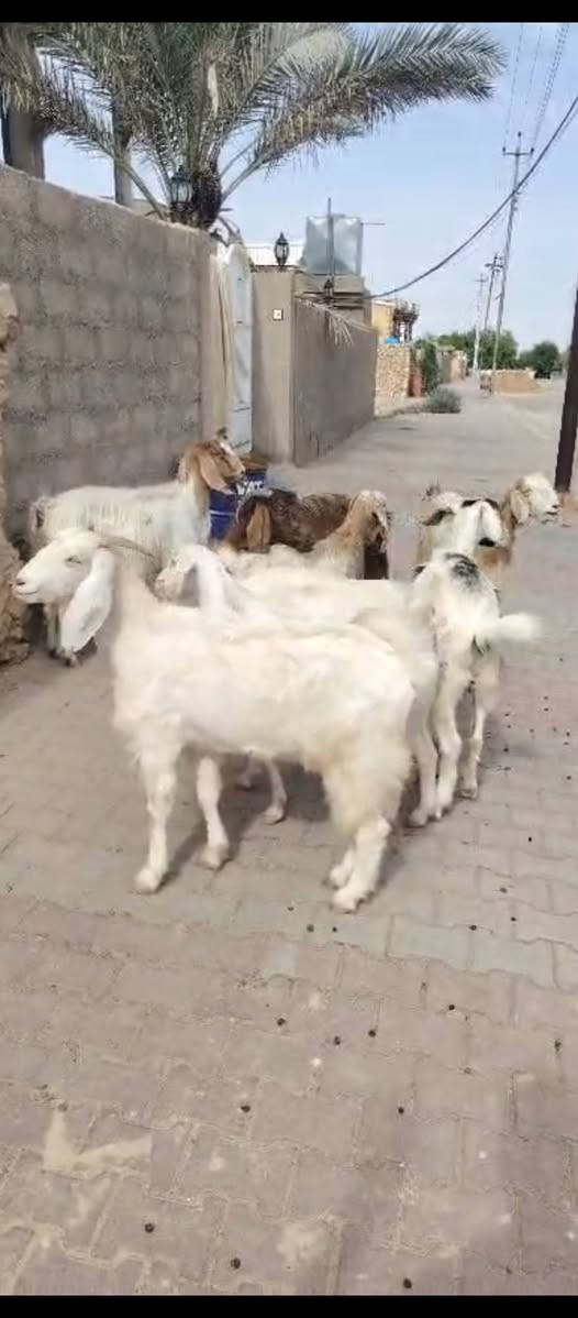 السلام عليكم متاح ٨ جذاع معز مالات جنيه فاخرات سن وشطر ونصاح سعر الزوج ٦٠٠ العنوان حديثه حقلانيه للاستفسار الاتصال على الرقم *********** يوجد توصيل حسب الاتفاق
