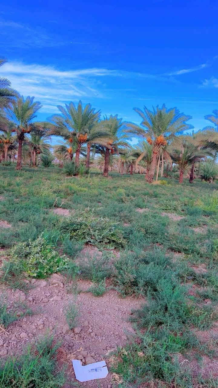 الراشدية بغداد • أراضي زراعية • طابو صرف