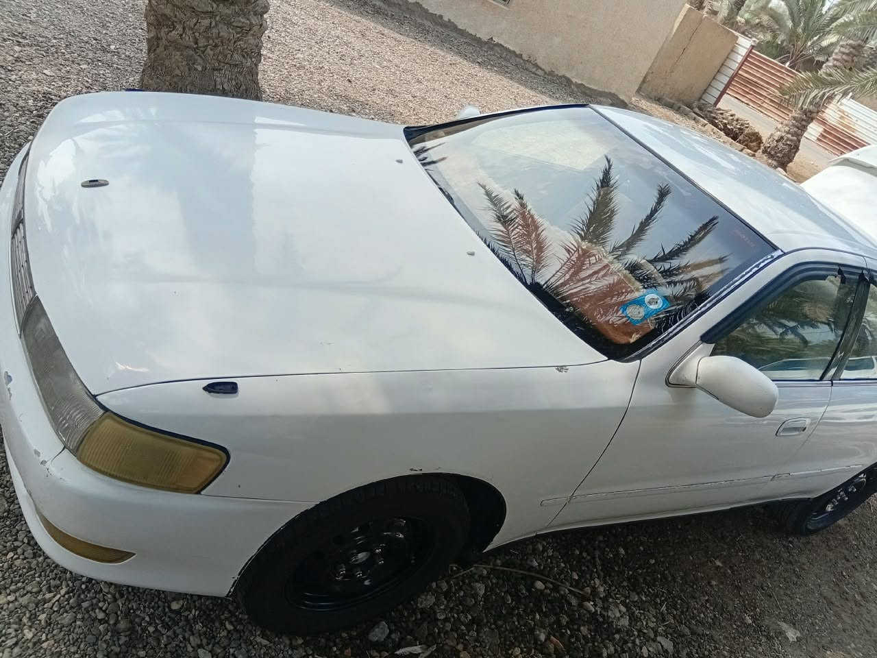 سلام عليكم لبيع فقط كرسته كفاله عامه لاصبغ لاضربه لاكصه لاعيب شرعي بسمي سنويه ل ٣٠ مكان ديوانيه قضاء الشاميه سعر ٦٢ بيه مجال قليل 
تواصل ***********
