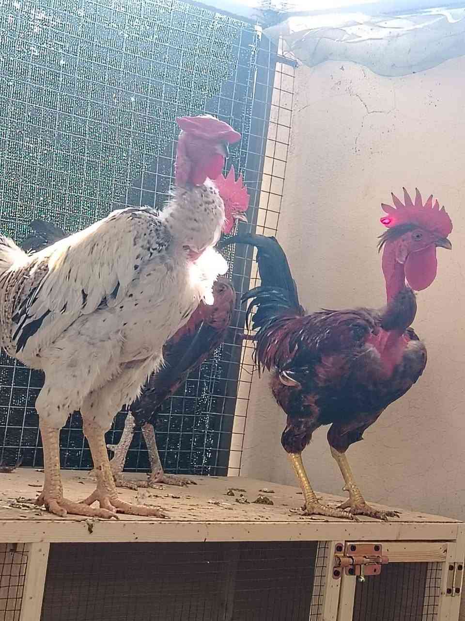 ٥ ديوجه • افحل • درجة اولى