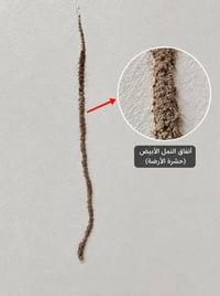 نمل أبيض • معالجة مدى الحياة • تأسيس منظومة
