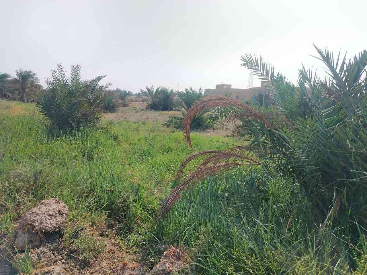 بالمزبانيه ع الشط • ٣ دونم • تأسيس كامل