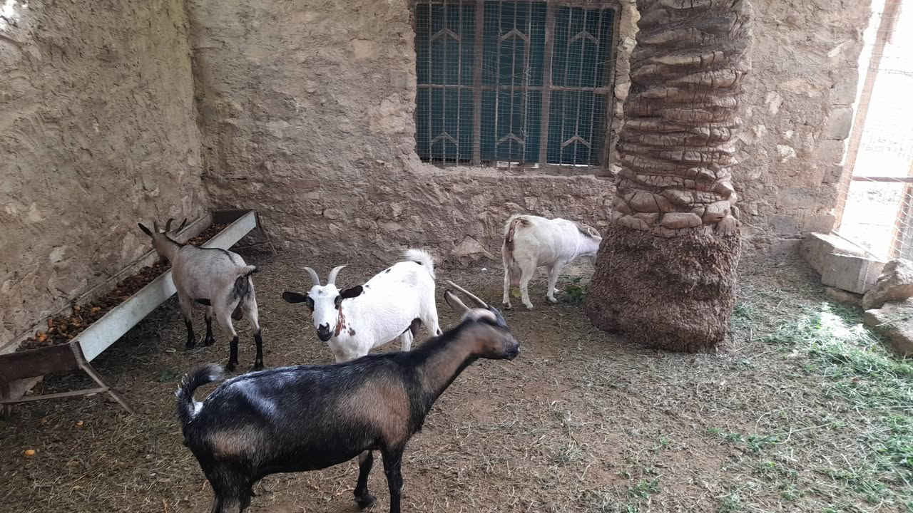 عنوز قبرصي • ١٠شهور • البغدادي