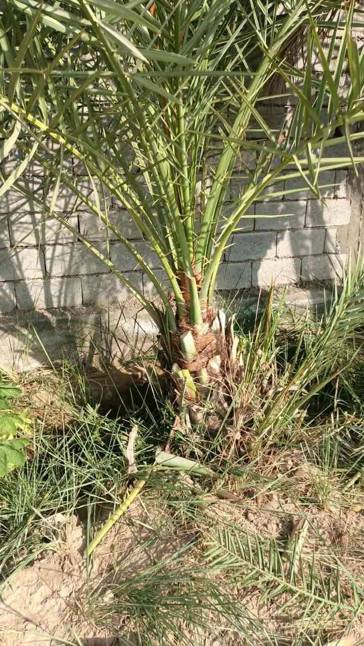 امايات نخل مكتوم العدد ٢ شلع الوحده هيه والفسيل الي وياها سعر الواحده ١٢٥وبيها مجال مكاني شيخ حمد
امايات نخل مكتوم العدد ٢ شلع الوحده هيه والفسيل الي وياها سعر الواحده ١٢٥وبيها مجال مكاني شيخ حمد 
الاستفسار *********** بي واتساب مفتوح
