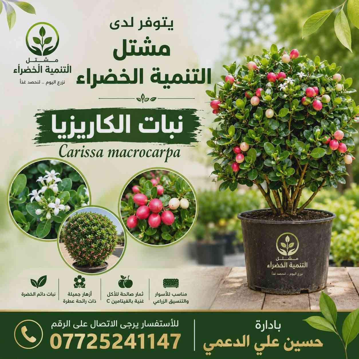 يتوفر لدينا نبات الكاريزيا المثمر شرط الاثمار كميات كبيرة خير من الله للحجز والاستفسار مراسلة الصفحه أو الواتساب ***********
