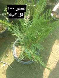 توصيل بغداد • بتونيا قزمي • مينا زاحف