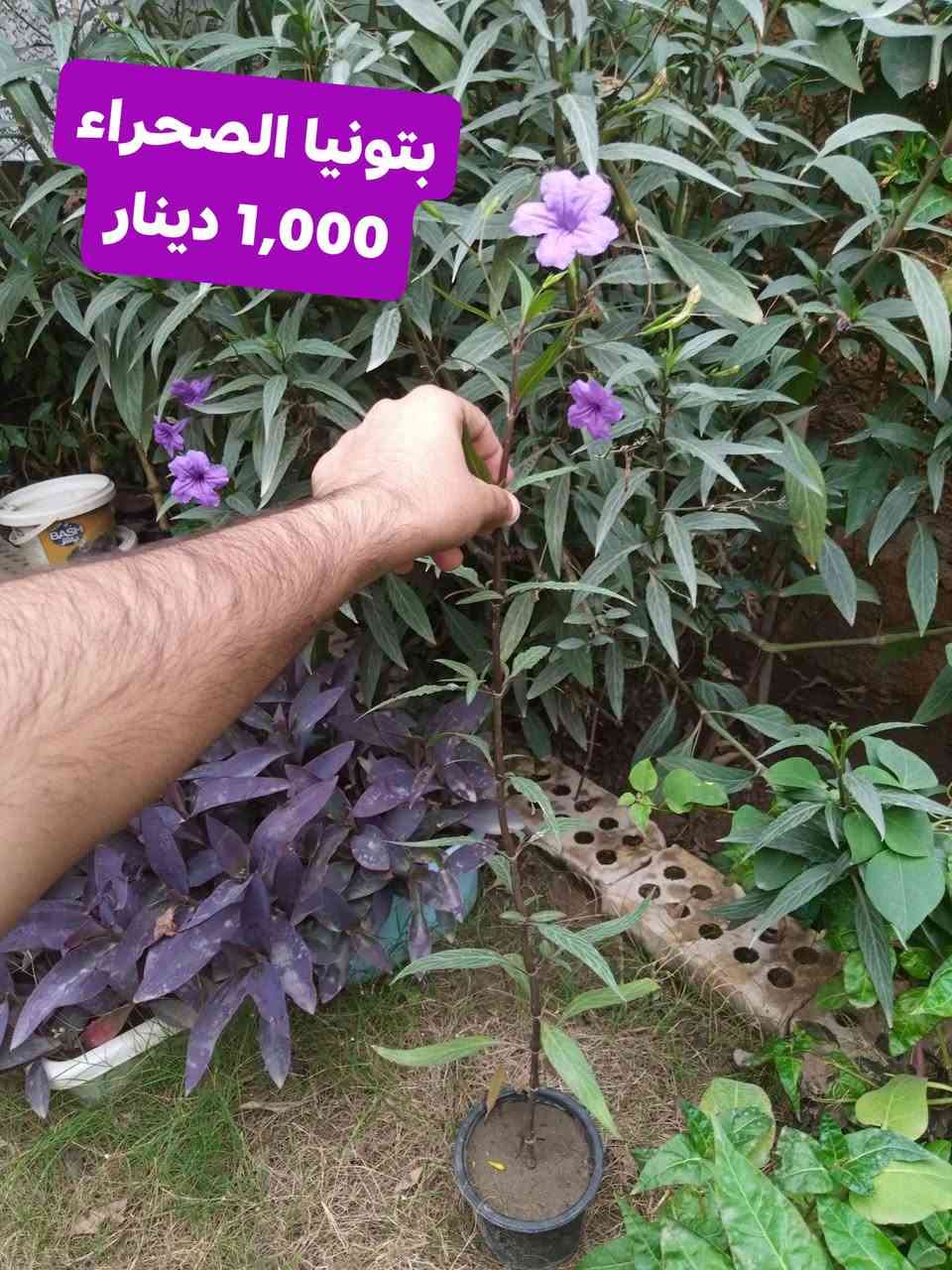 زرعات • مشتل زهور الجنة • توصيل الحسن العسكري