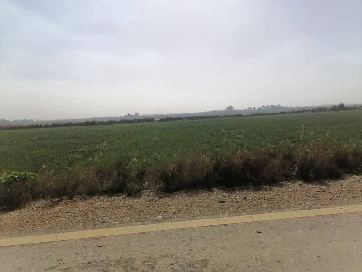 ٦٥٠دونم • طريق ميسان • سند ٢٥