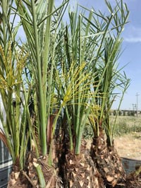 فسائل نخيل • برحي • توصيل لجميع المحافظات