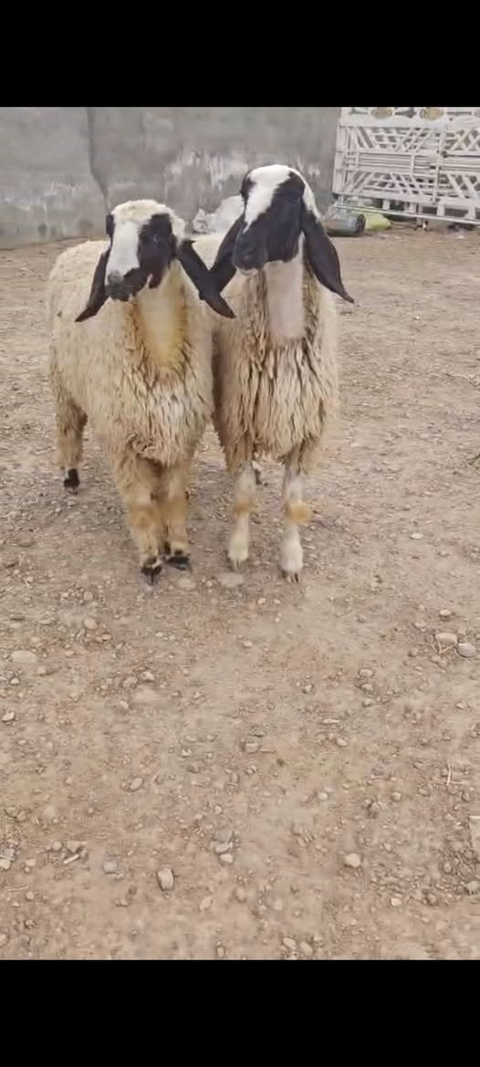 فطايم كريشيات • عدد ٢ • توصيل