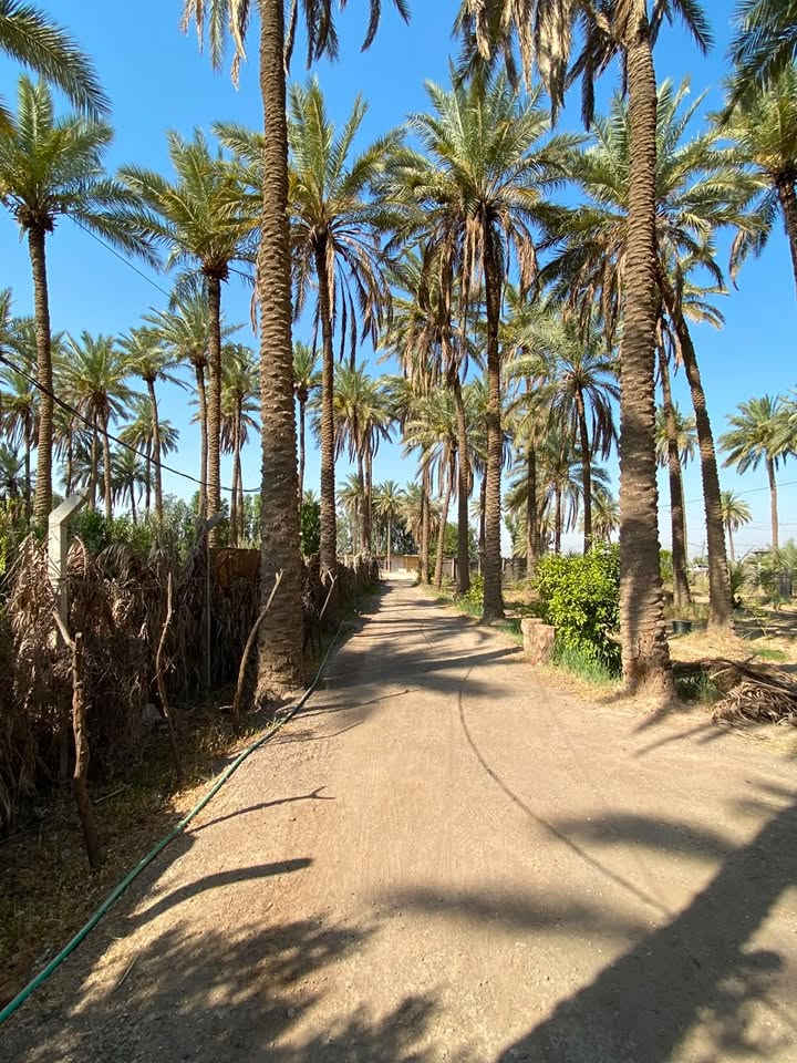 🌴 للبيع – دونم زراعي مميز جداً | سند 25 🌴
🔥 فرصة استثمارية وسكنية مميزة بموقع ممتاز!

📍 الموقع: بغداد - المحمودية - ناحية الرشيد منطقة صخريجة مساحة الأرض (1 دونم، الواجهة: 26م النزال: 92م)، أول قطعة على الشارع الرئيسي، وتبعد دقائق عن الخط السريع – دورة اليوسفية.

🏡 مميزات الأرض:
✅ تحتوي على دار بمساحة 250 م²
🌴 تحتوي على أشجار نخيل وحمضيات
🛣️ أول قطعة مواجهة للشارع الرئيسي المعبد.
💧 متوفر للأرض ماء إسالة
🌱 الارض تقع مباشرة على للأروائي المبطن المستخدم للسقي
⚡ متوفر للأرض خط مولدة سحب
🏫 وجودها في موقع ممتاز قريبة ومجاورة لـ مدارس ابتدائية وثانويات للبنين والبنات والأسواق والمحال التجارية 
⭐ مناسبة للسكن، الاستراحة أو الاستثمار.

مكلف بالنشر 
وللاستفسار عن  السعر  أو أي تفاصيل أخرى بالإمكان التواصل مباشرة مع صاحب الأرض:

***********

***********
