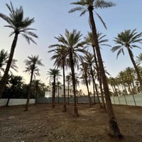 ٥٠٠م • كربلاء المقدسة • شارع السيدة زينب