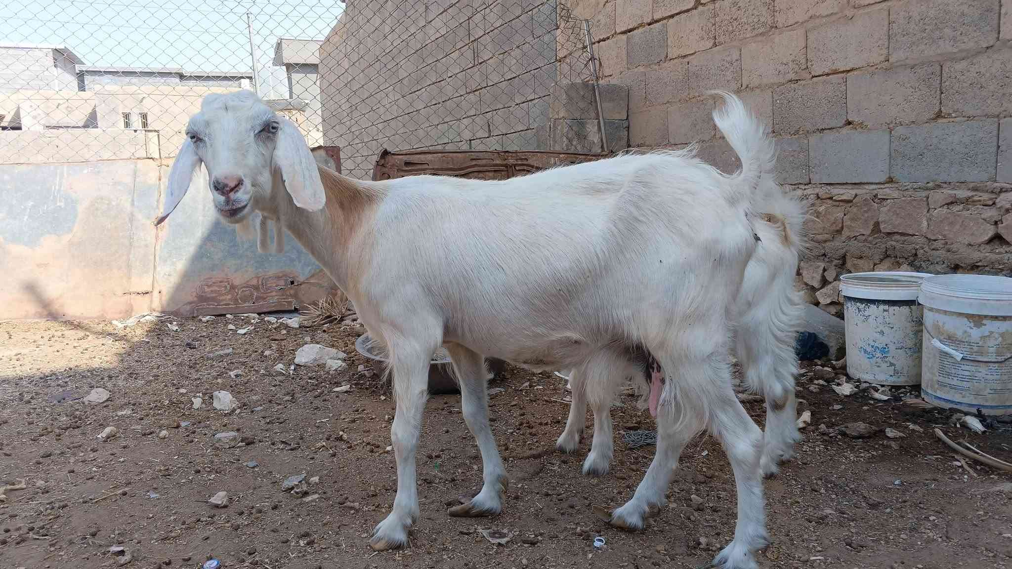 زوج معزة • امهات • خط أول