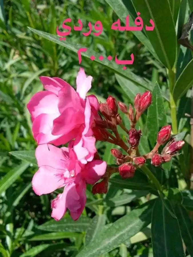 استغلوا. العروض
التوصيل داخل بغداد فقط 
للطلب*********** واتساب
