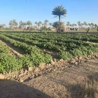 بسم الله  ارض زراعيه للبيع المساحه 3 دوانم  طابو زراعي سند 25  ثاني يو...