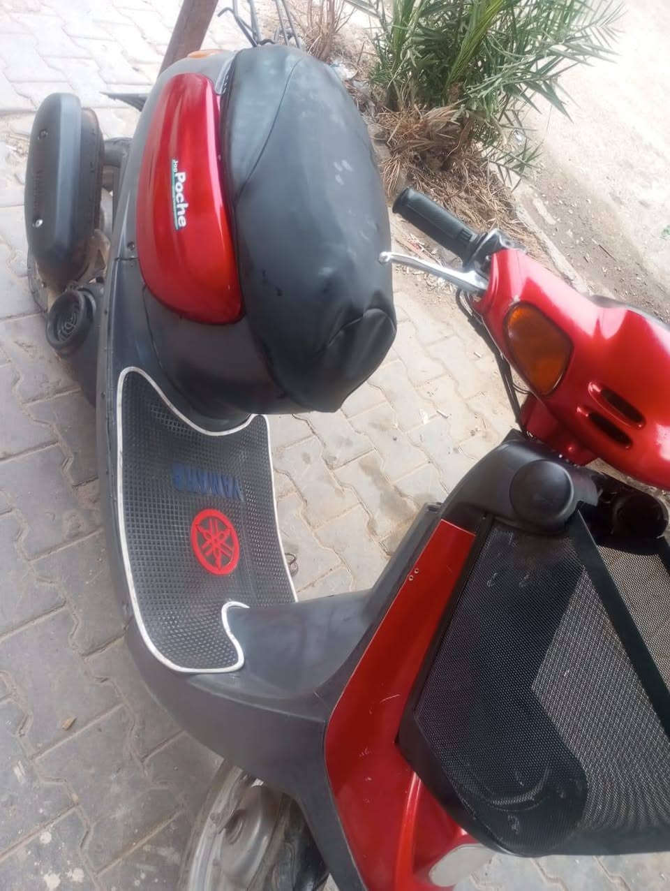 منغولي • نضيفه • معدل