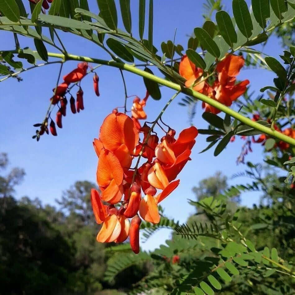 السلام عليكم متابعينا 🤍.
بمناسبه الموسم الربيعي توفرت شتلات جديده من الاكاسيا الحمراء 🍁🌺

ارتفاع متر واكثر تقريباً ✨🪻
السعر ١٢  الف 🍄

الوصف النباتي بالأسفل🩵

شجرة معمرة دائمة الخضرة سريعة النمو، 
 مزهرة في الربيع الازهار 
 تصل الى طول 15 م  تحتاج إلى اشعة شمس كاملة او جزئية وتربة رطبة خصبة جيدة الصرف وتتحمل الجفاف لفترات طويلة التكاثر بالبذور 
من فوائدها الطبية 
الاوراق المكسرة تستعمل لعلاج الالتواء والتورمات و الروماتيزم 
اللحاء لعلاج الحكة و المغص والسكري والحمى و منشط ،
عصير الازهار يخفف من قتامة الرؤيا 
الجذر يستخدم لعلاج الملاريا  
📍 متوفر توصيل لجميع محافظات العراق 🚗 🚗 
📍 للحجز والاستفسار يرجى مراسله الصفحه او مراسلتنا على واتساب من خلال الرقم:
***********
