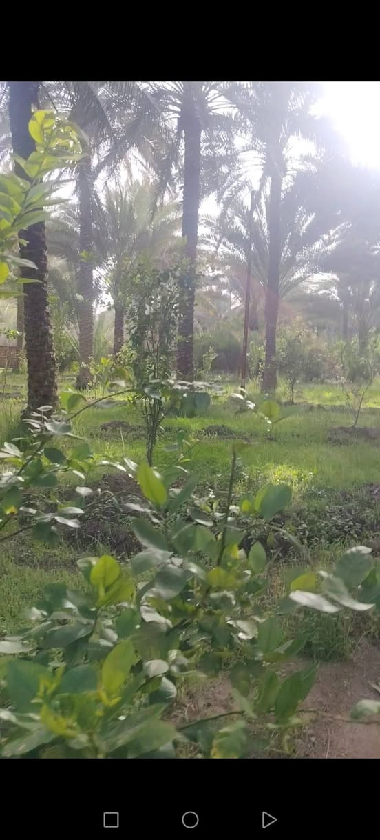 السلام عليكم
أرض للبيع المساحه 3 دونم ونص طابو زراعي تحويل باسم المشتري عنوان الأرض كربلاء الحسينيه قريب العطيشي تبعد عن السوق بحدود كيلو ونص الأرض تحتوي على بيوت عدد 3 بناء حديث السعر الكلي للارض 575 الاستفسار ع الرقم ***********
*********** أبو حسين المسعودي
