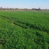 تنظيف بستان • حاشوشه وستوته • ياخذ الحشيش