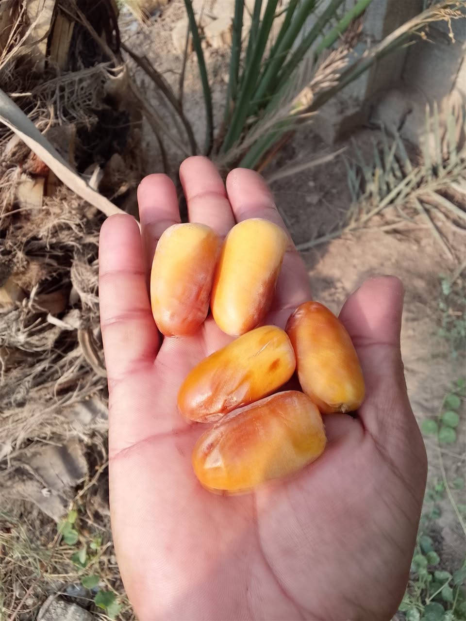 وصل اليستاهل الشتال شلاع الصبح شويثي اصفر وشكرات مثل ما جاي تشوفون احجام تخبل وشرط المصداقية ***********
