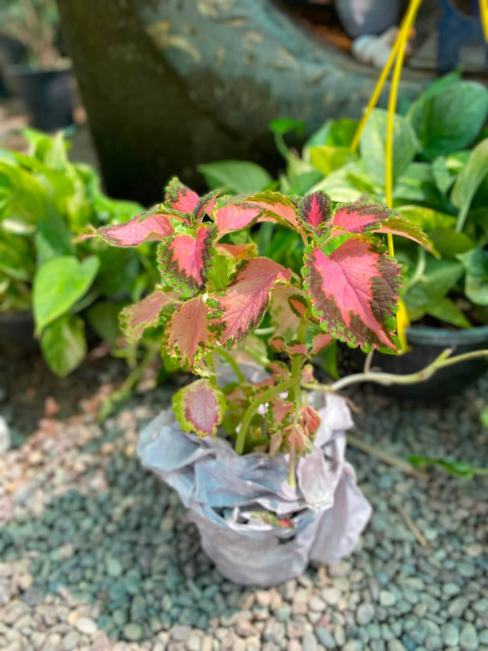 🌿💙 أهلاً وسهلاً بكم في مشتـل دوميز 💙🌿
نورتونا ونورت صفحتنا 🌱✨

🔥 اليوم وفرنالكم نبتات أكثر ومن أنواع مختلفة!
🪴 نبتات زينة ضلي/ شمسي😍🔥
وما ننسا تربة البتموس وفرناها الكم بسعر منافس🦋

🌿 أسعار مميزة ومناسبة للجميع
💙 اختاروا النوع اللي يعجبكم وخلو البيت أحلى بالنباتات 🌱

🚚 التوصيل فقط بـ 1,000 دينار للمناطق التالية:

📍 حي سومر
📍 حي دوميز
📍 حي الانتصار
📍 يارمجة
📍 حي فلسطين
📍 حي الصحة

📲 للطلب والاستفسار:

💬 واتساب: ***********
📞 اتصال: ***********

🔥 الكمية محدودة والطلب حسب التوفر 🔥

🌿💙 مشتل دوميز — نباتات أكثر، جمال أكثر، وبأسعار تناسبكم 💙🌿
