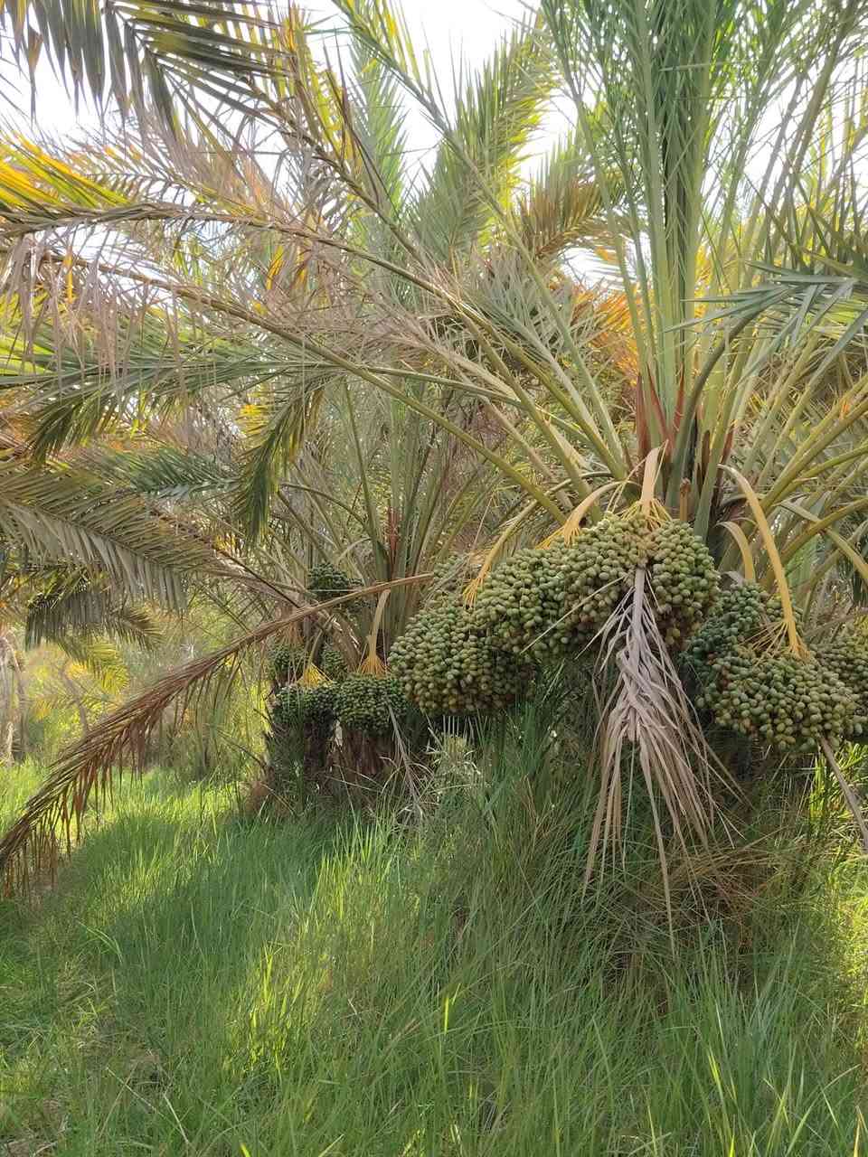 مزرعه للبيع 8 دونم طابو سند 25 الموقع نجف  مناذره على نهر ابو جذوع تحتوي على اكثر من 400 نخله و اشجار تين رمان للتواصل ***********
