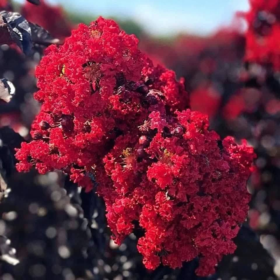 السلام عليكم متابعينا 🤍.
🌹🔥 وصلت وردة القهوة النادرة 🔥🌹 
✨إذا تحب تزرع شي نادر ومميز، فاختيارك لازم يكون وردة القهوة ☕🌿
أوراقها الغامقة بلون القهوة مع ازهار حمراء  تخلي المكان يبين راقي وفخم✨
ارتفاع متر واكثر تقريباً 🌳🌹
السعر ١٦ الف بس🔥

الوصف النباتي بالاسفل.

وردة القهوة (Black Diamond Crape Myrtle)

✨ التعريف
وردة القهوة نبتة زينة نادرة وفريدة، تجمع بين الأوراق الداكنة التي تميل إلى لون القهوة والأسود، مع زهور حمراء وبنفسجية براقة. مظهرها يعطي الحديقة لمسة من الفخامة والتميز، وتعتبر من أجمل نباتات الزينة للحدائق والمداخل.

🌱 مميزات وردة القهوة

أوراق داكنة مميزة تضيف طابع أنيق.

أزهار زاهية تزهر لفترة طويلة (من الربيع حتى الخريف).

تتحمل الحر والبرد، مناسبة لأغلب المناخات.

سهلة العناية ولا تحتاج متابعة كبيرة.

يمكن أن يصل طولها من 2 إلى 3 أمتار.

🌿 طرق الزراعة والعناية

المكان: تزرع في مكان مشمس لتظهر ألوانها بشكل أوضح.
التربة: تحتاج تربة جيدة التصريف.
الري: تسقى بانتظام مع تجنب المبالغة بالماي.
التسميد: ينصح بإضافة سماد متوازن مرة شهرياً خلال موسم النمو.
التقليم: تقلم في الشتاء أو بداية الربيع للحفاظ على شكلها وتشجيع الإزهار.

🌸 الاستخدامات

مثالية لتزيين المداخل والممرات.

يمكن استخدامها كـ سياج طبيعي ملون.

نبتة زينة منفردة تعطي مظهراً راقياً للحديقة.

📍 الخلاصة
وردة القهوة ليست مجرد نبات، بل لمسة فنية تزين المكان بجمالها النادر. سهلة العناية، طويلة الإزهار، وتجمع بين قوة التحمل وروعة المنظر.
-العنوان بابل/ محاويل 
-متوفر توصيل لجميع محافظات العراق 🚗 🚗 
-للحجز والاستفسار يرجى مراسله الصفحه او مراسلتنا على واتساب من خلال الرقم:
***********
