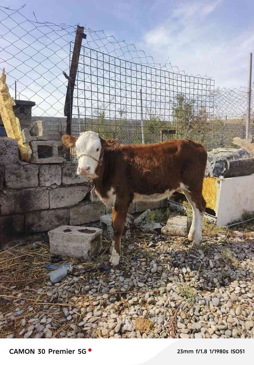 كامون 30 بريمير • حليبي • الزاب شميط