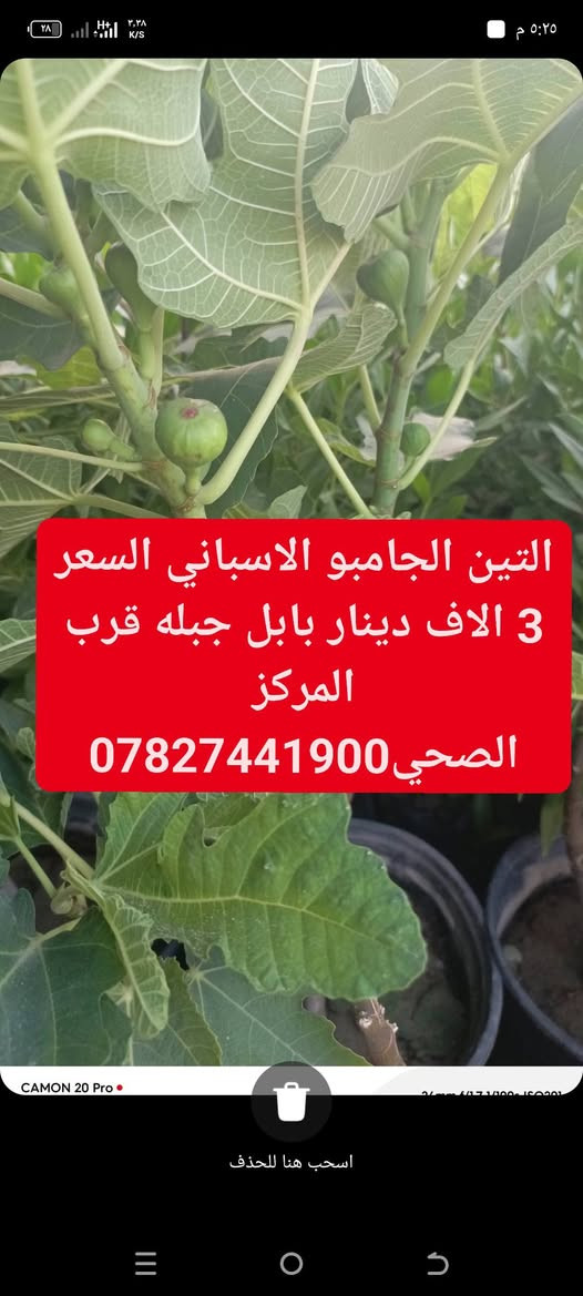 لا توجد تفاصيل

نص مكتوب في الصور:
- التين الجامبو الاسباني السعر 3 الاف بابل جبلة قرب المركز الصحي ***********
- التين الجامبو الاسباني السعر 3 الاف دينار بابل جبلة قرب المركز الصحي ***********