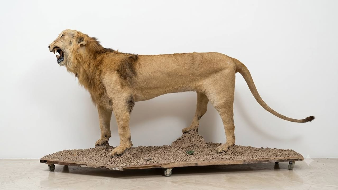 بغداد البلديات • أسد محنط • جديد