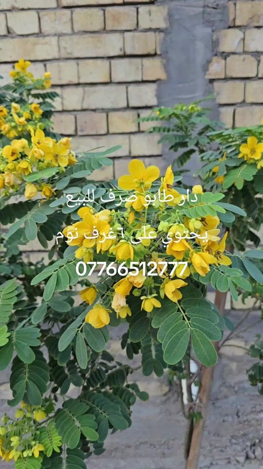 الدورة • ٦ غرف نوم • طابو صرف