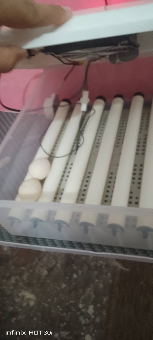 مكلفه بالنشر فقاسه اوتماتيك للبيع تاخذ 35 بيضه شرط الفحص سعرهه75 وبيهه مجال وترهم مراوس حسب القناعه  تواصل واتساب. وي راعيهه  ***********
