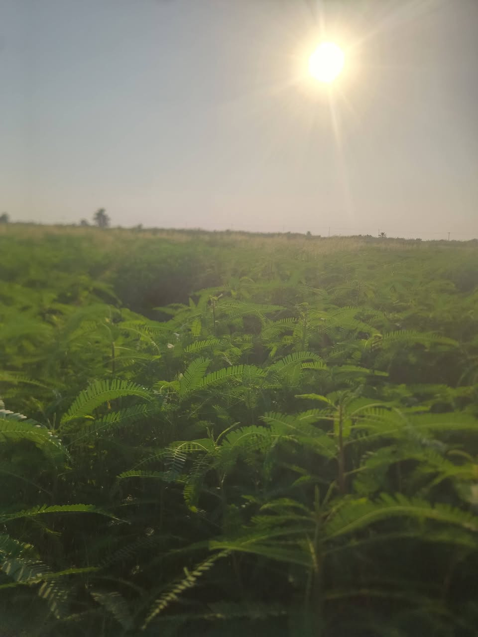 سيسبان للضمان ٢٠دونم ***********
