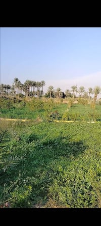 اليوسفية • ١ دونم • طابو زراعي