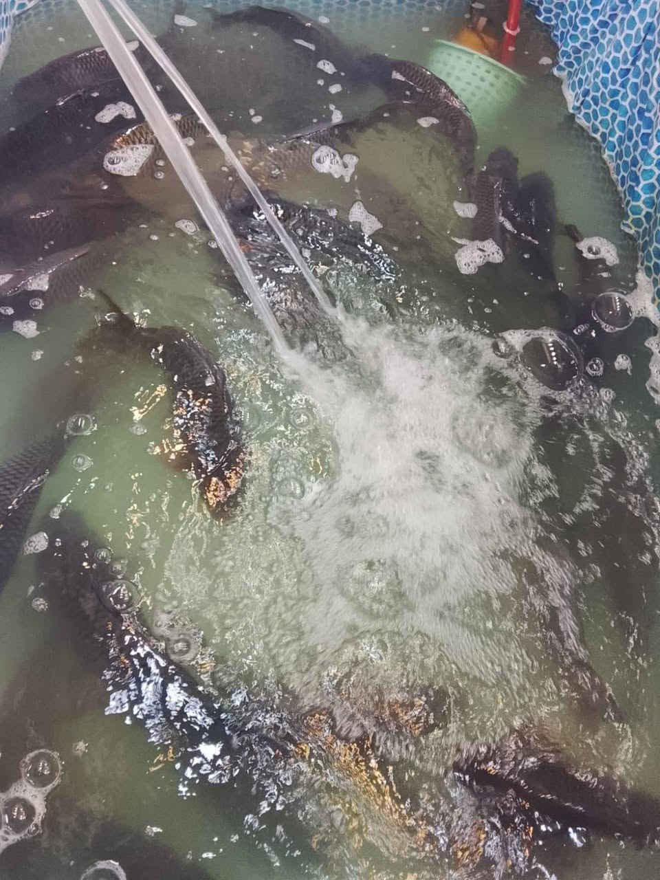 سمچ طازج • اليرموك • نظيف