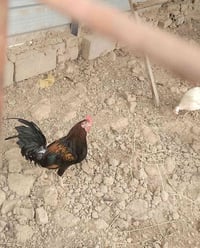 ديج • كحلي • اسود