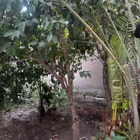 دار زراعي • حي المرتضى • ٢٠٠م