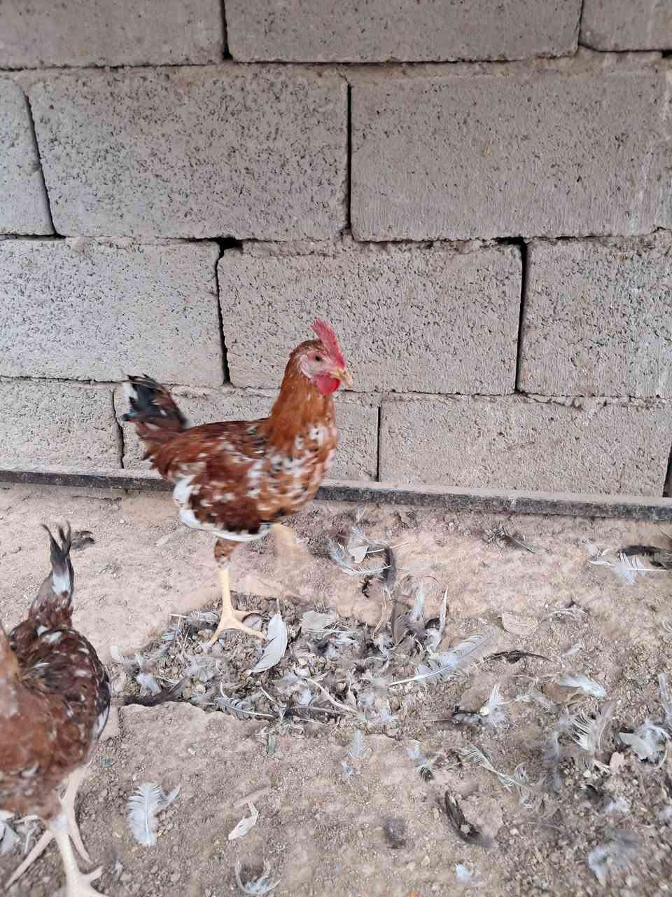 بورسلان • المنيوم • سامراء