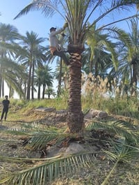 فسائل نخيل • أصناف متعددة • توصيل المحافظات